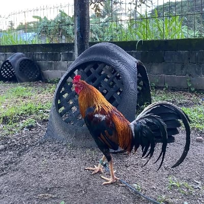 AAB GF's profile photo