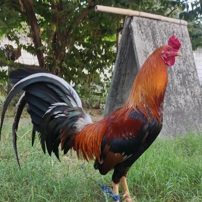 TZN GAMEFARM's profile photo