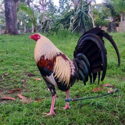 LSJC Gamefarm's profile photo