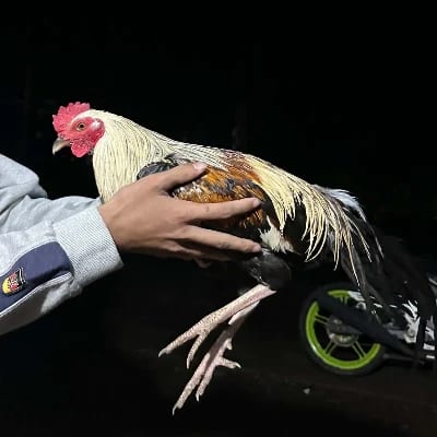 Jaihoo GF's profile photo