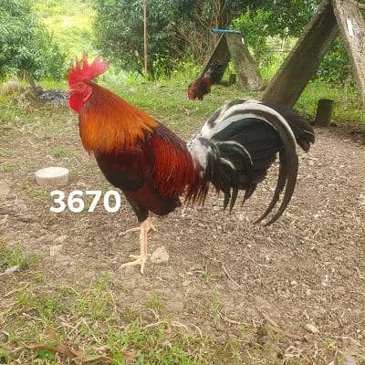 Gary TAN's profile photo