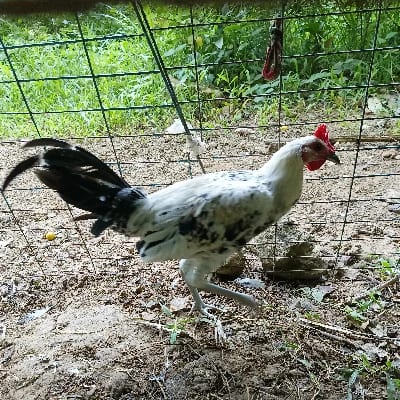ZAMARA Gamefarm's profile photo
