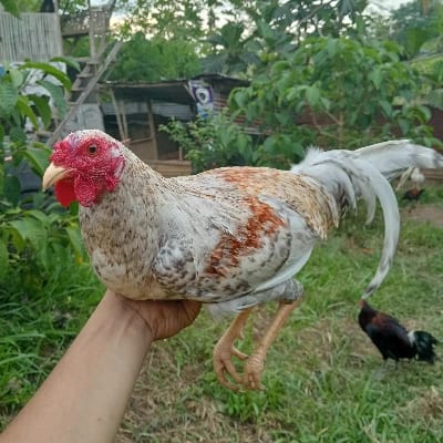 Riel Salcedo's profile photo