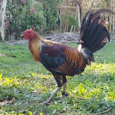 Chukie Alaba Paglinawan's profile photo