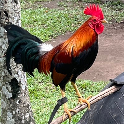 Emmanuel L. Mendoza's profile photo