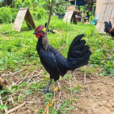 Daniel Baterna's profile photo