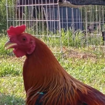 Goedfrey A. Tabila's profile photo
