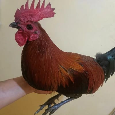 Jerico emaas's profile photo