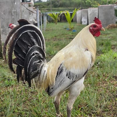 EK GAMEFARM's profile photo