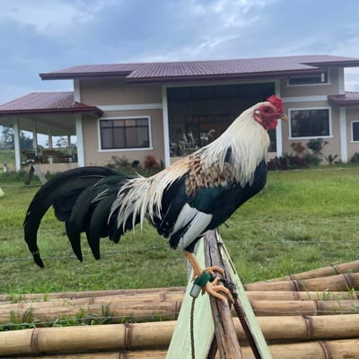 John Santillan's profile photo