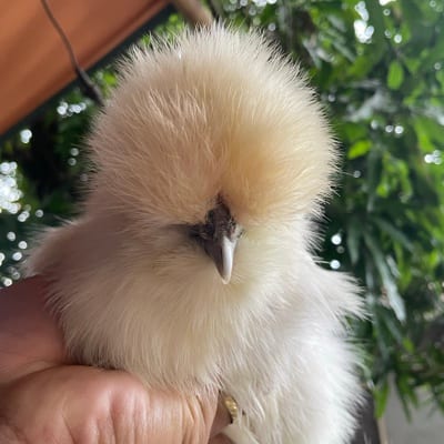 Kelvin Salas's profile photo