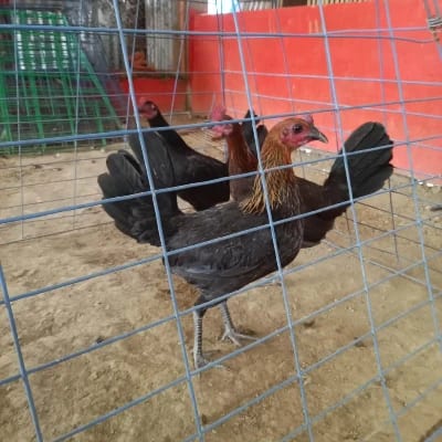 Centfred Conde's profile photo