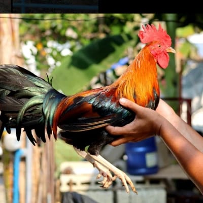 Edbert Altubar's profile photo
