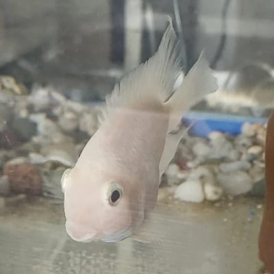 Kenneth Austria's profile photo