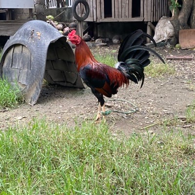 Master Backyard's profile photo