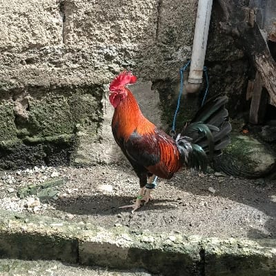 Oliver Piañar Demecillo's profile photo