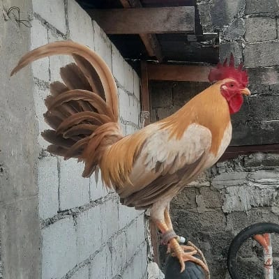 Christian Joshua Villanueva's profile photo