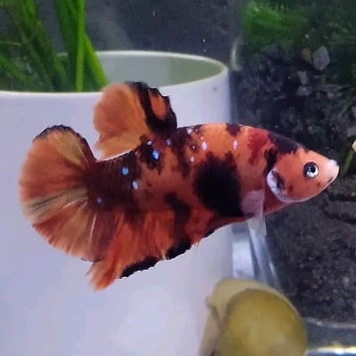 Ermz Ventic's profile photo