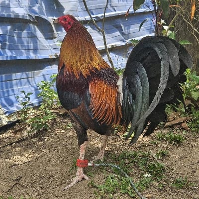 JDN BACKYARD's profile photo
