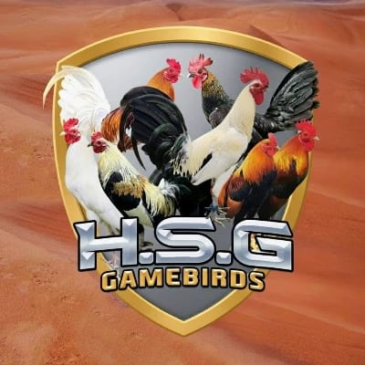 H.S.G Gamebirds's profile photo