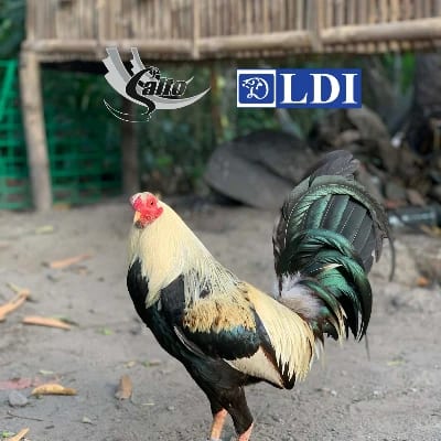 Eric Ugsok's profile photo