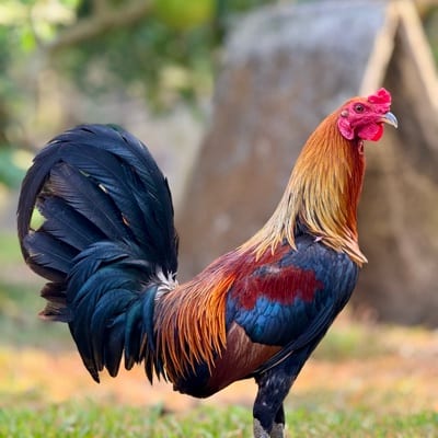 RVR Magsasaka's profile photo