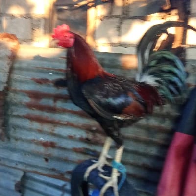 Michael Sabales's profile photo