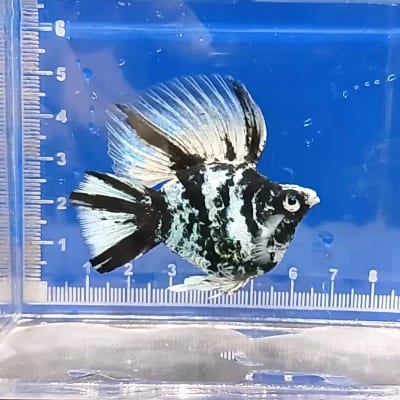 Virgo Aquatic's profile photo
