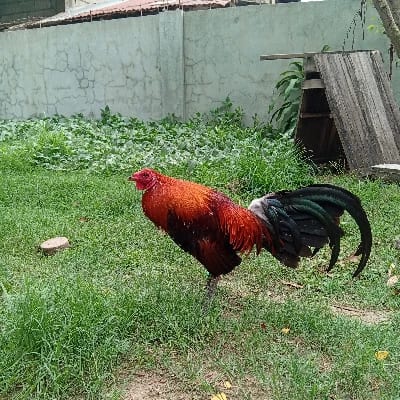 Bullet Jhet Back Yard's profile photo
