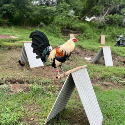 Dave Revilla's profile photo