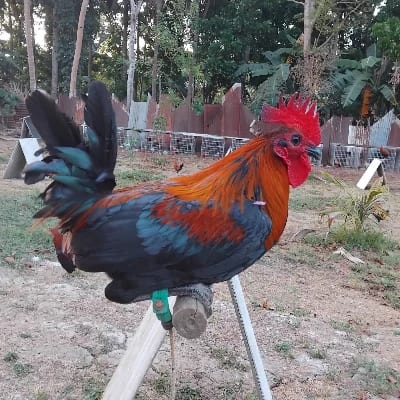 Dominic GF's profile photo