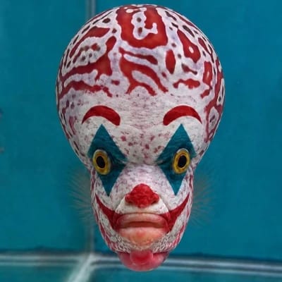 Ayǝ Orochemaro's profile photo
