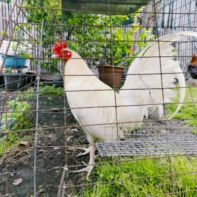 Banderas Saro Gamefarm's profile photo