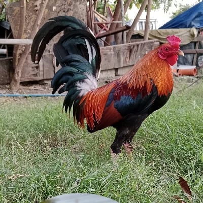 Manoy Dennis GameYard's profile photo