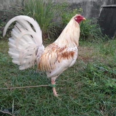 Mark Baluyut's profile photo