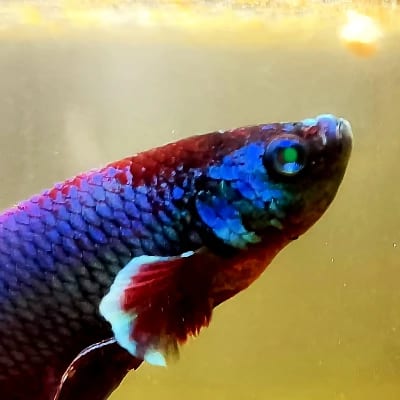 Finfinity's profile photo