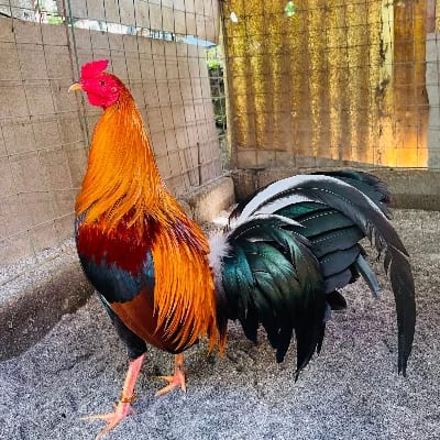 Rovelino Perez's profile photo