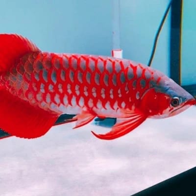 Richard P. Ponsal's profile photo
