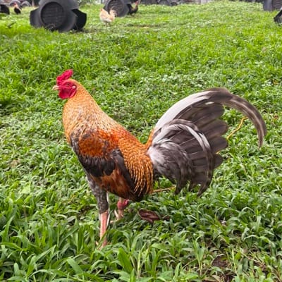 Queensland Gamefarm's profile photo