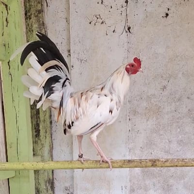 Mark Kevin Cadiz's profile photo