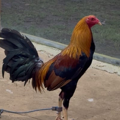 Winston salgo's profile photo