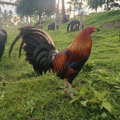CV Gameyard's profile photo
