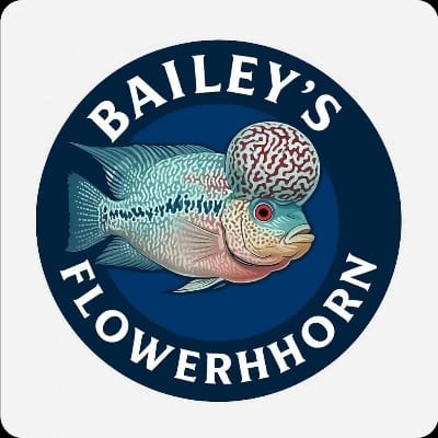 Bailey's Flowerhorn's profile photo