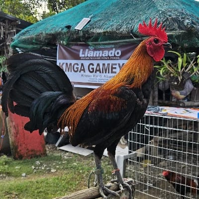 KMGA GAMEYARD's profile photo