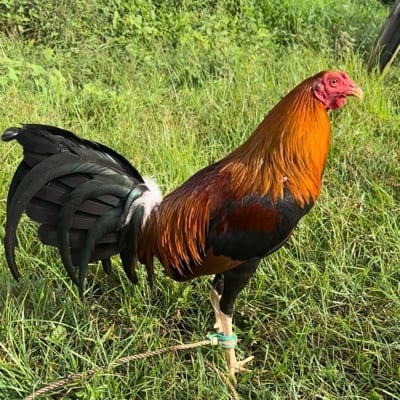 Kulub Maragul Gamefarm's profile photo