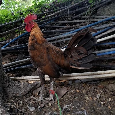 Mark Balundo's profile photo