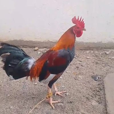 Anthony David's profile photo