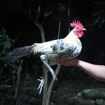 GodSpeed Macalalad's profile photo