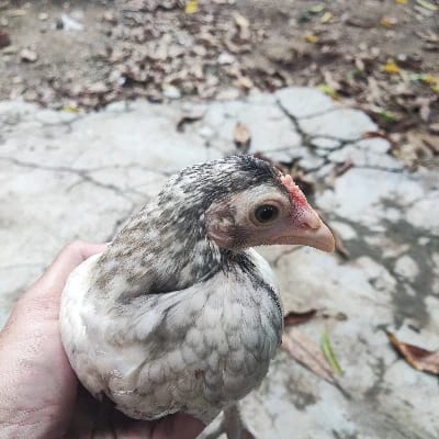 MC.'s profile photo