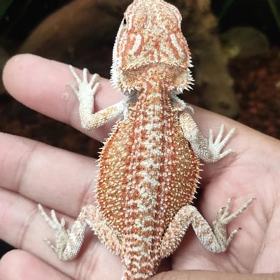 Earl's profile photo